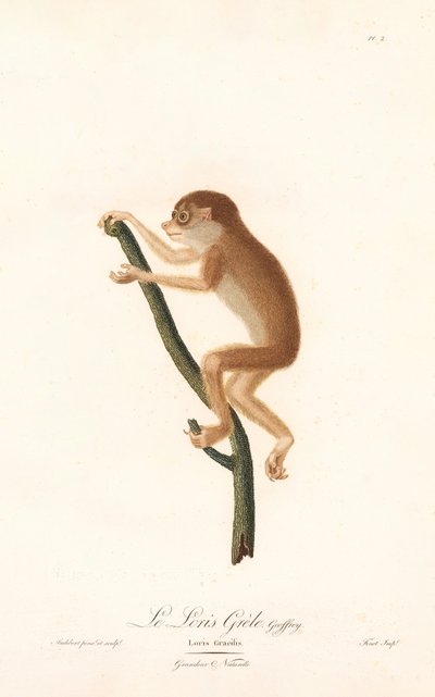 Slank loris (Loris gracilis) af Jean Baptiste Audebert