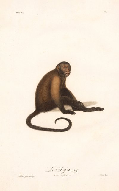 Tufted Capuchin-abe (Simia apella) af Jean Baptiste Audebert