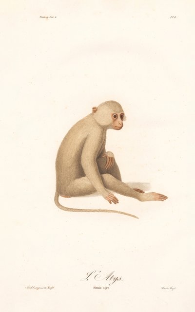 Hvidhåndet gibbon (Simia alys) af Jean Baptiste Audebert