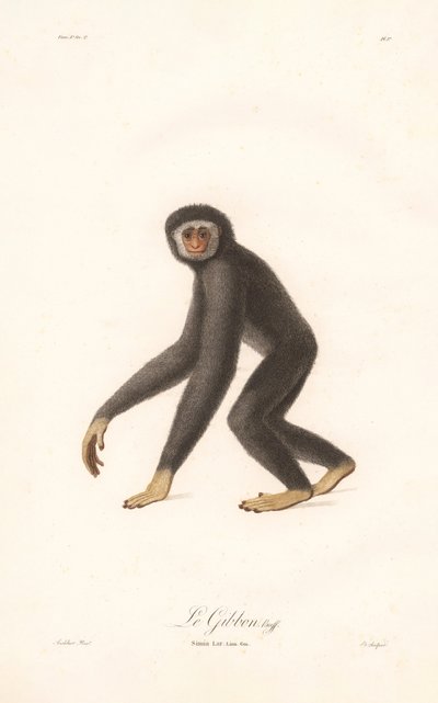 Hvidhåndet gibbon (Simia lar) af Jean Baptiste Audebert