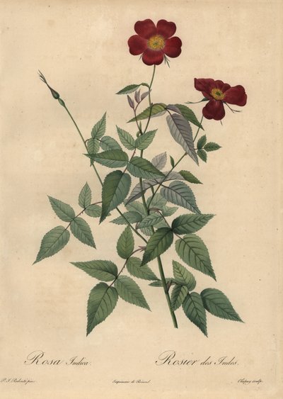 Crimson China rose, Rosa chinensis. af Jean Baptiste Chapuy