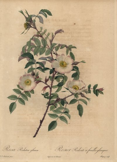 Hvid og lyserød rose, Rosa redutea glauca. af Jean Baptiste Chapuy