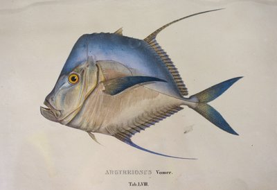 Argyreiosus vomer af Jean Baptiste Debret