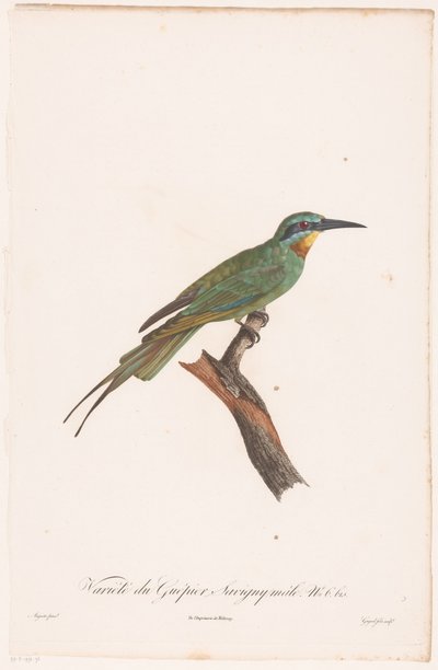 Hanbiæder på en gren Variety du Guêpier Savigny han. (titel på objekt) af Jean Baptiste Guyard