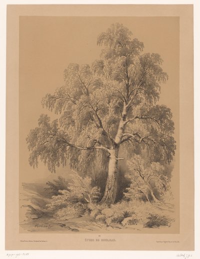 Studie af een Berk Birch Study (titel på objekt) Pung fra Jean Baptiste Louis Hubert (serietitel) An Artist