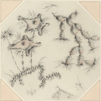 Bambusblomster og kaktus (sort og rødt kridt på papir) af Jean Baptiste Pillement