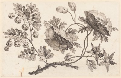 Flower Bough, fra "Chinese Flower Collection" af Jean Baptiste Pillement