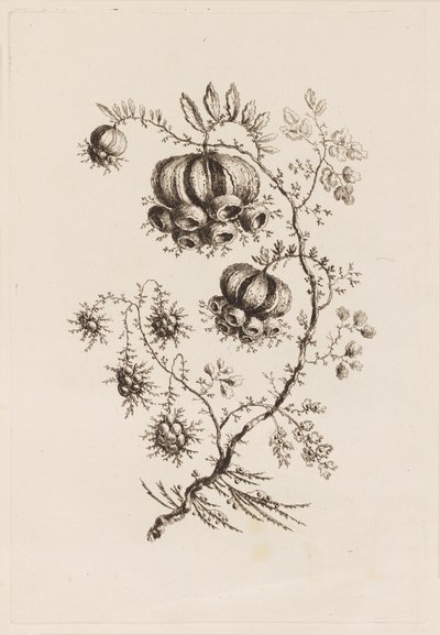 Blomstergren, fra "Fleures Persannes" af Jean Baptiste Pillement