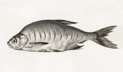 Fish (1775–1833) af Jean Bernard