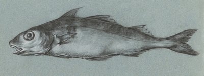 Fish Green (1775–1833) af Jean Bernard
