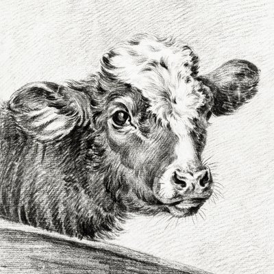 Kohoved af Jean Bernard