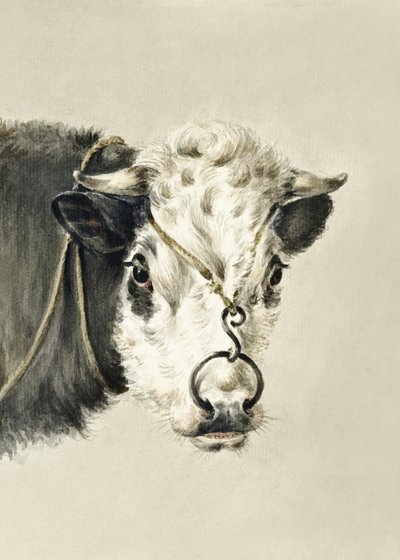 Kohoved med en ring i næsen (1820) af Jean Bernard