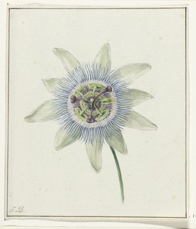 Passionsblomst af Jean Bernard