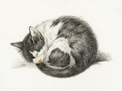 Sammenrullet, liggende, sovende kat (1825) af Jean Bernard