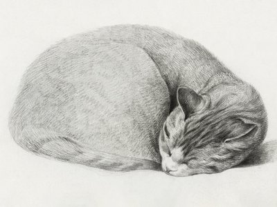 "Sammenkrøbet, sovende kat" af Jean Bernard (1775–1883) af Jean Bernard