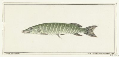 Gedde af Jean Bernard