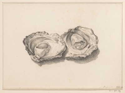 To åbnede østers af Jean Bernard