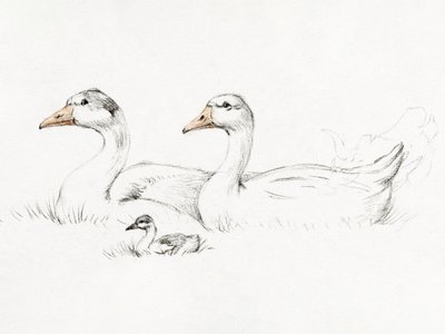 To gæs med en unge (1775–1833) af Jean Bernard
