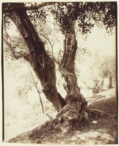 Olivier, Nice (Oliventræ, Nice) af Jean Eugène Auguste Atget