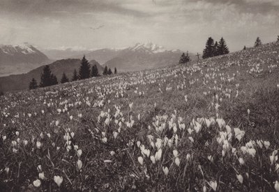 Rigi Kaltbad, Fruhling (s/h foto) af Jean Gaberell