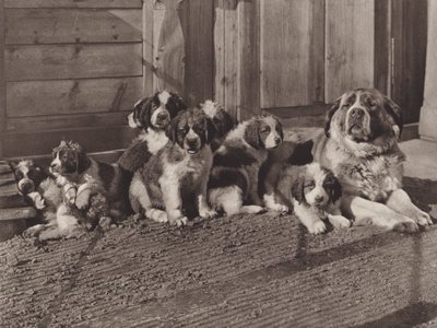 Schweiz: De berømte St Bernard Dogs (s/h foto) af Jean Gaberell