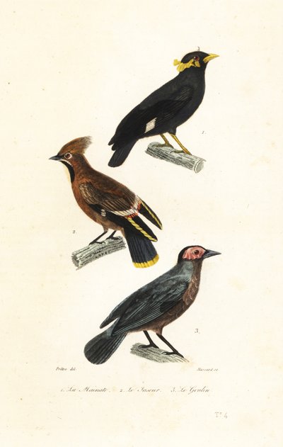 Hill myna, bøhmisk voksvinge og coleto. af Jean Gabriel (after) Pretre