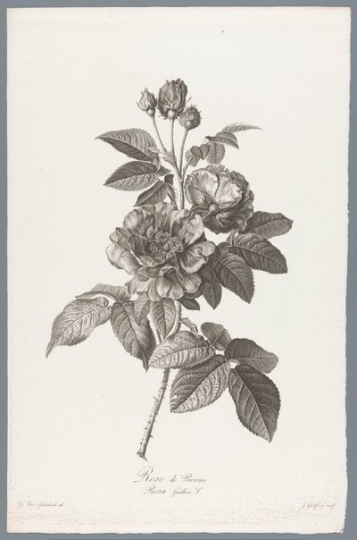 franske roos Rose de Provins / Rosa Gallica L. (titel på objekt) Blomster hentet fra naturen (...) (serietitel) af Jean Godefroy