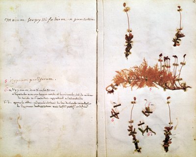 Side 15 fra et herbarium af Jean Jacques Rousseau