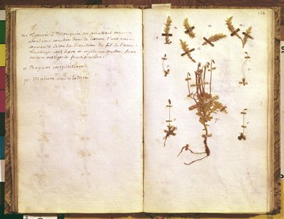 Side 24 fra et herbarium af Jean Jacques Rousseau