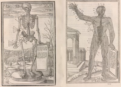Om dissektion af dele af den menneskelige krop, bog tre, 1545 af Jean Jollat
