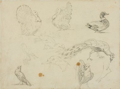 Skitser af fugle af Jean Louis André Théodore Géricault