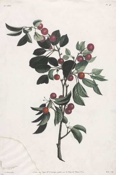 Blomster- og frugtsamling: Tidlige kirsebærgrene af Jean Louis Prevost