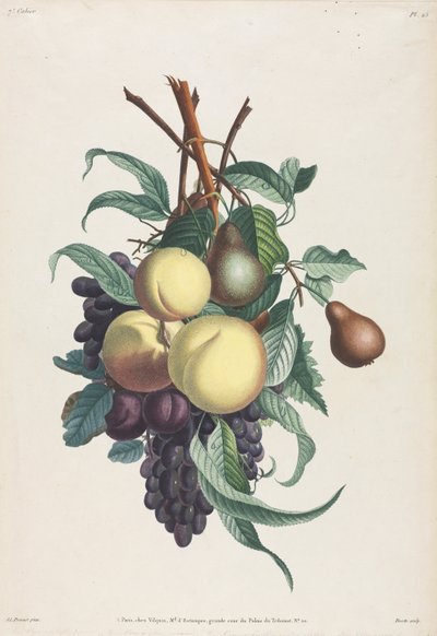 Indsamling af blomster og frugter: Grene af rousselet, fersken, blomme og drue af Jean Louis Prevost