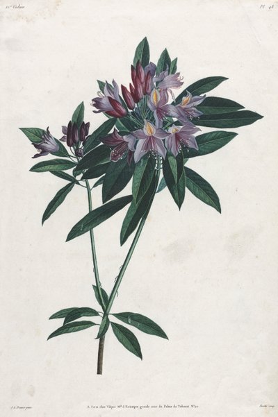 Pontic Rhododendron af Jean Louis Prevost