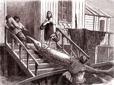 Fiskeri efter støren ved Volga-floden, Rusland. 1867 (gravering) af Jean Pierre Moynet
