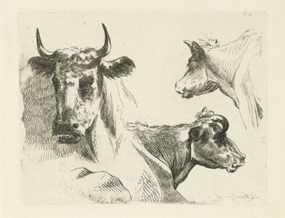 Tre kohoveder af Jean Zacherie Mazel