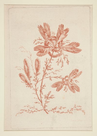 Uden titel (Ideelle blomster), fra et sæt på seks af Jeanne Deny