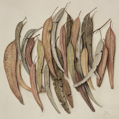 Eucalyptus Leaves, 2004 (wc på papir) af Jenny Barron