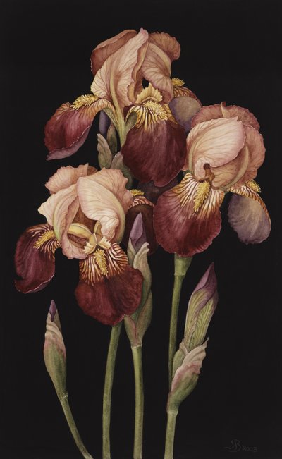 Irises, 2004 (wc på papir) af Jenny Barron