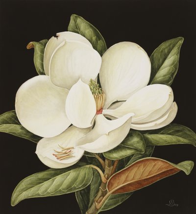 Magnolia Grandiflora, 2003 (wc på papir) af Jenny Barron