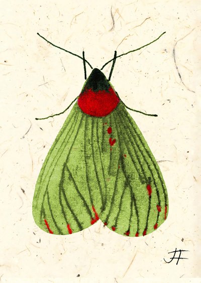 FlyMoth, 2024 (akvarel på papir) af Jenny Frean