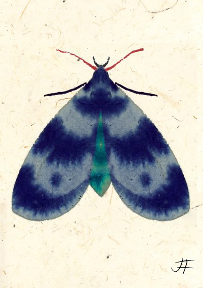 Indigo Moth, 2024 (akvarel på papir) af Jenny Frean