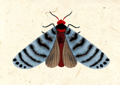 Striped Moth, 2024 (akvarel på papir) af Jenny Frean