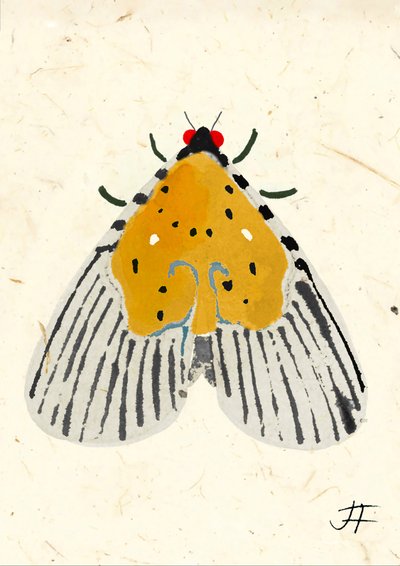 Yellow Moth, 2024 (akvarel på papir) af Jenny Frean