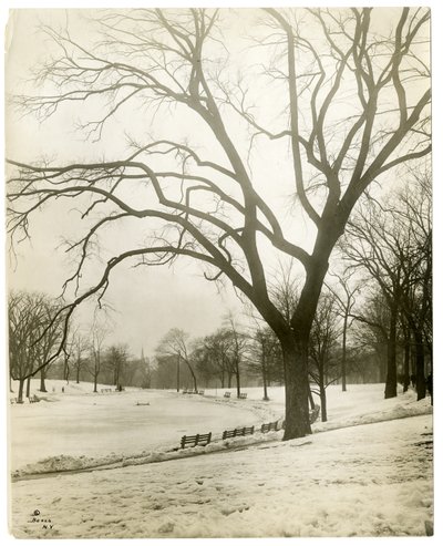 Boston Common & frødam, ved træ, Boston, USA, ca. 1902-10 (foto af gelatinesølv) af Jessie Tarbox Beals