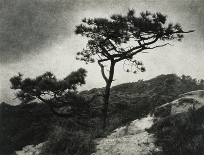 Berømte Torrey Pines af Jessie Tarbox Beals