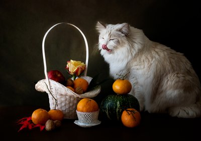 Stilleben med efterårsfrugt og en kat af Jie Fischer