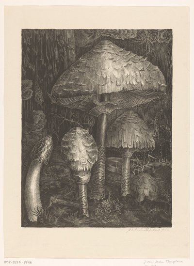 svampe af Jo van Oosten Slingeland (signed by artist)