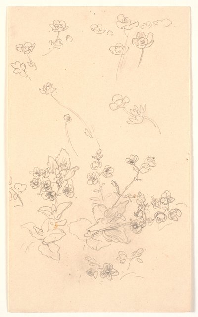 Blomsterstudier af Joakim Frederik Skovgaard