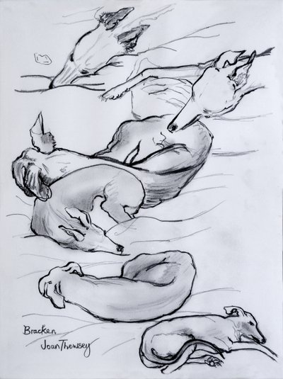 Bracken, the whippet, 2000, (blyant) af Joan Thewsey